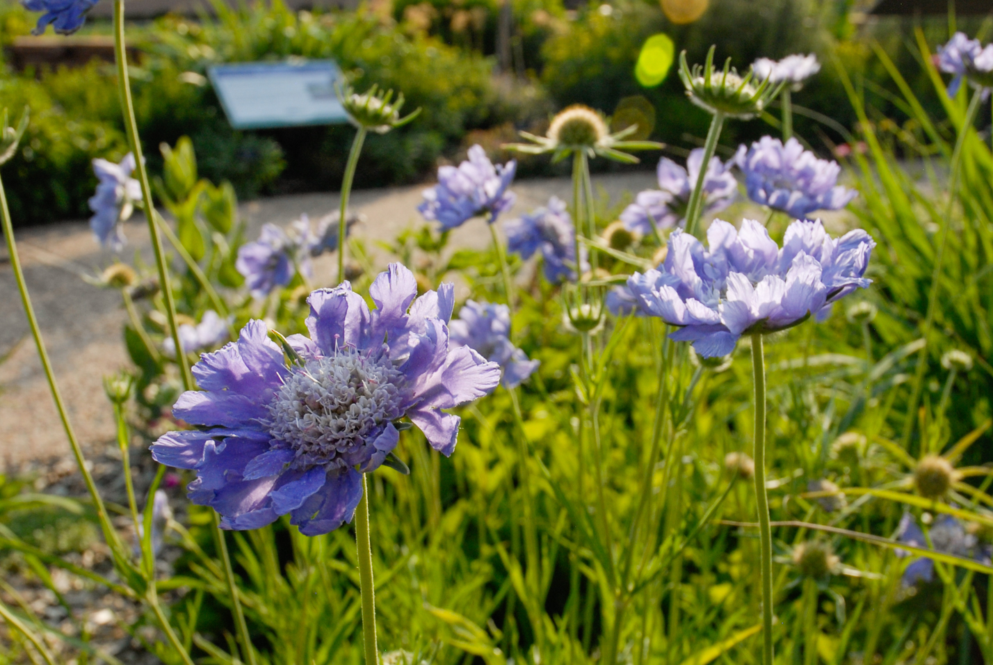 Caucasian Pincushion Flower